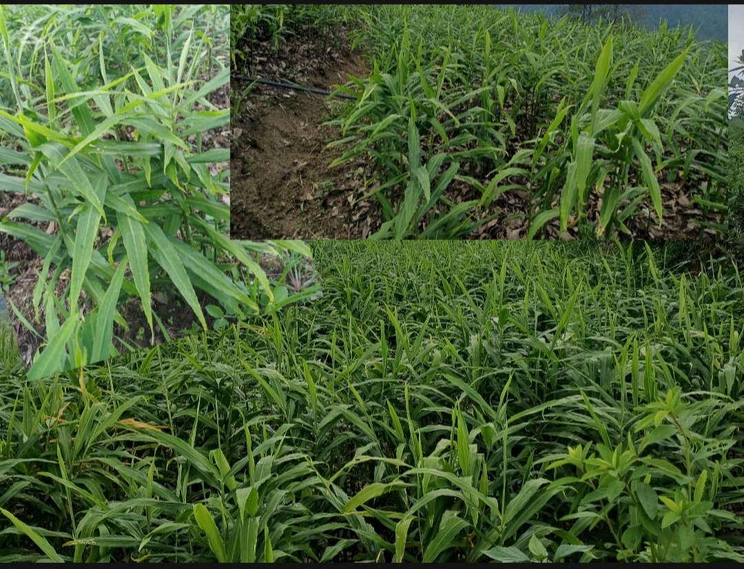 अदुवाको नामले चिनिने गन्यापधुराको भेटा गाउँ