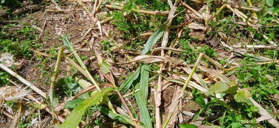 डडेल्धुरामा जंगली बँदेलको आतंक : कृषकहरुको बाली सखाप