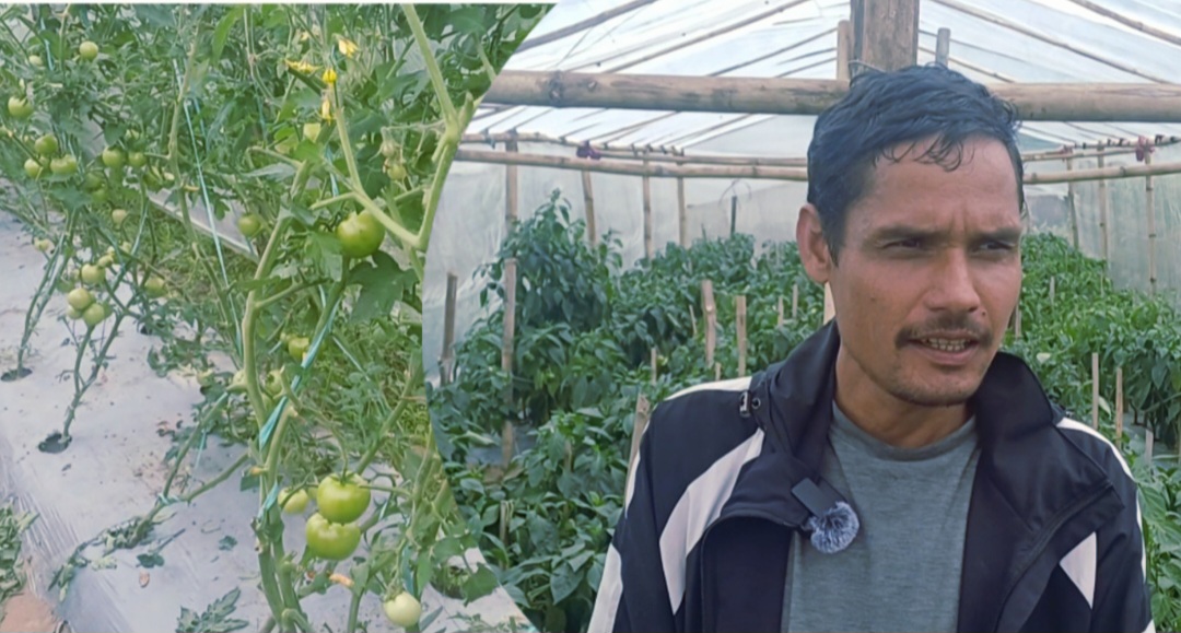 डडेल्धुरा भातकाँडाका युवाको सामूहिक कृषि : स्वदेशमै आत्मनिर्भर