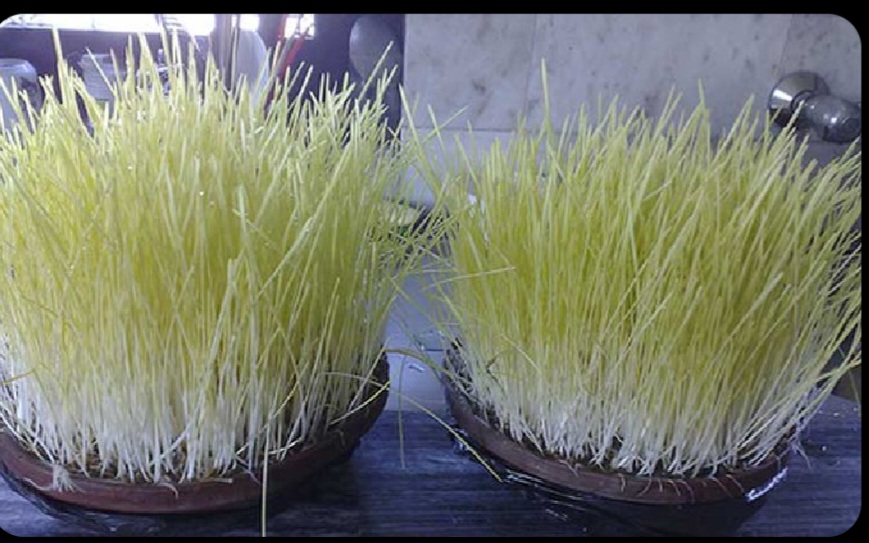 घरघरमा घटस्थापना, १५ दिने बडा दशैं पर्व सुरु