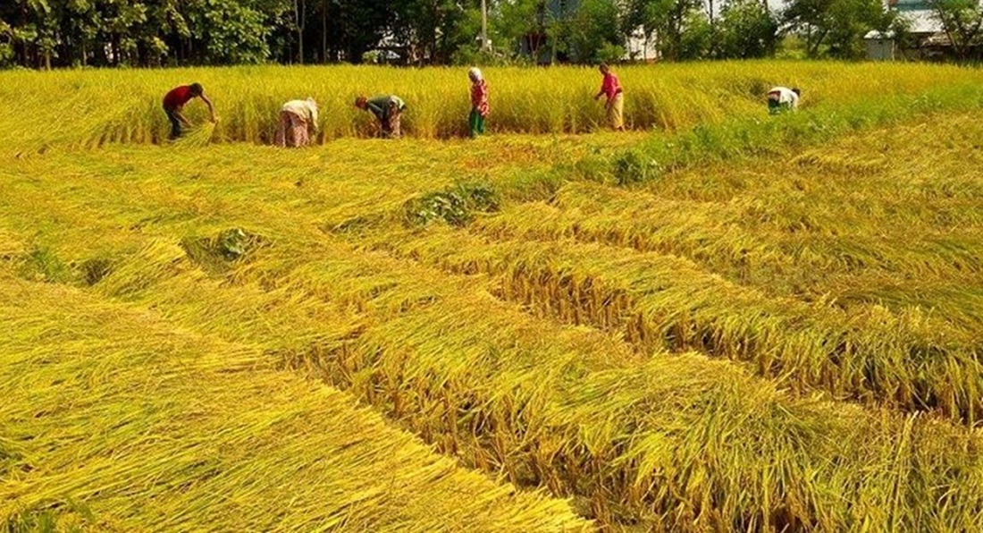 पाकेको धान भित्र्याउने चटारोमा बेमौसमी वर्षा: डडेल्धुराका किसान चिन्तित