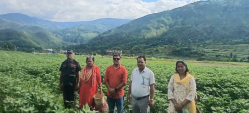 दिपायल सिलगढीमा हराएको कपास खेतीको पुनरुत्थान: स्थानीय अर्थतन्त्रमा नयाँ आयाम