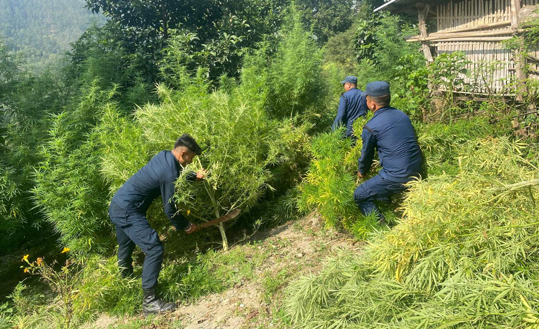 जोरायलमा प्रहरीद्वारा ७ हजार गाँजाका बोट फडानी