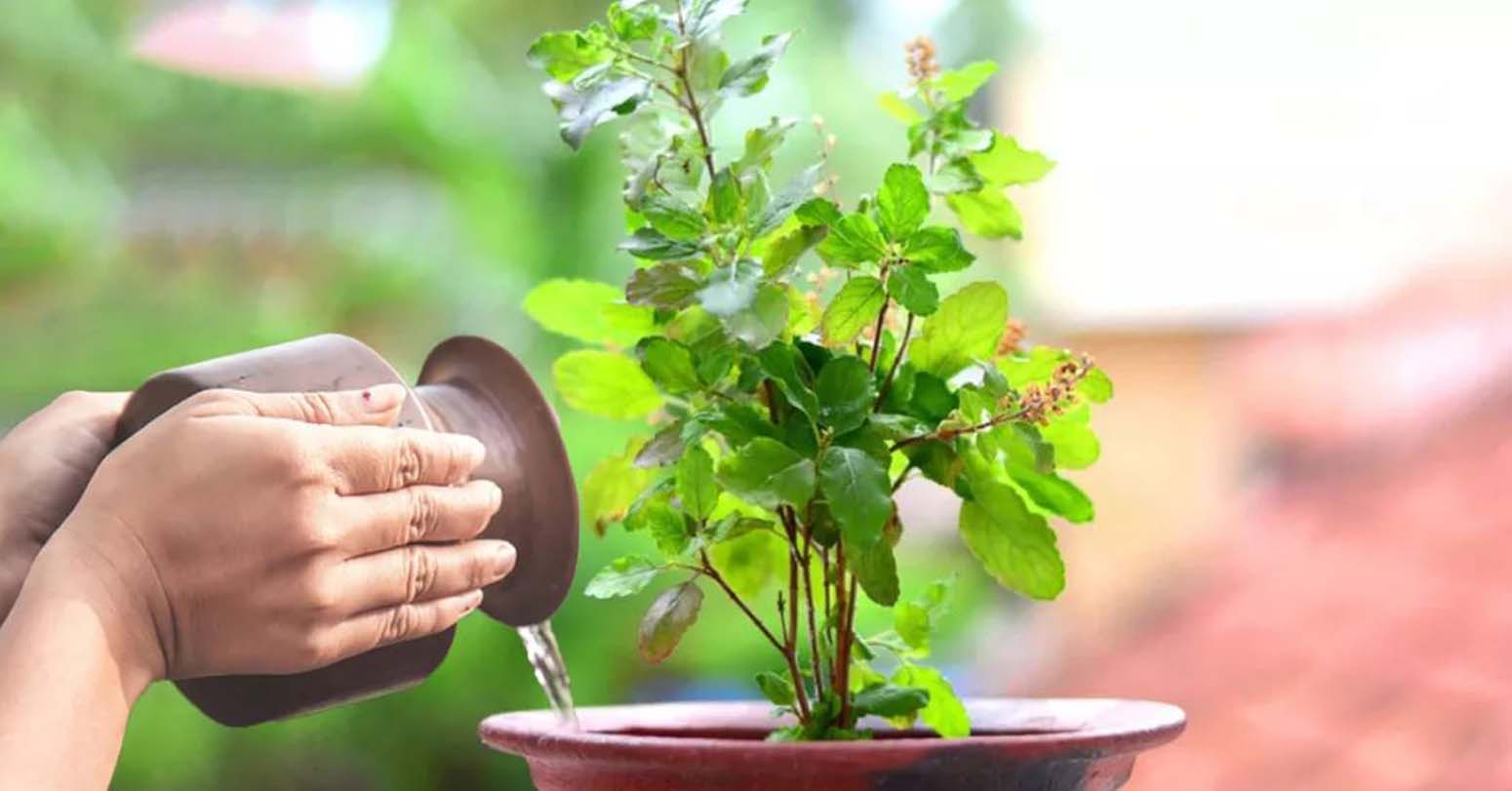 हरिशयनी एकादशी आज, चार महिनासम्म तुलसीको विशेष पूजा सुरु