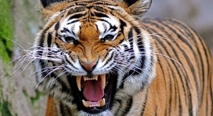 बाघको आक्रमणबाट ४५ बाख्रा मरे