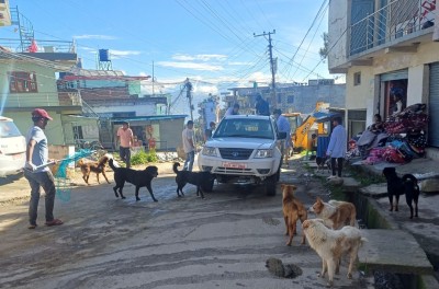 डडेल्धुराको बजार क्षेत्र भुसिया कुकुरमुक्त बनाउने अभियान : बन्ध्याकरण गरिँदै