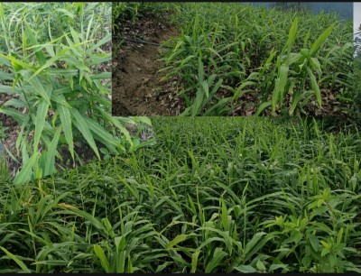 अदुवाको नामले चिनिने गन्यापधुराको भेटा गाउँ