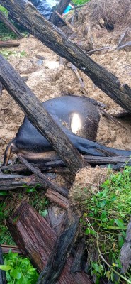 डडेल्धुरा आलिताल–६ मा अविरल वर्षाले गोठ भत्किँदा एक गोरुको मृत्यु