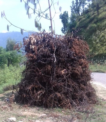 सुदूरपश्चिममा आज ‘बुढी पोल्ने’ पर्व भव्य रुपले मनाउँदै