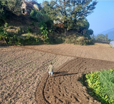डडेल्धुरामा गोरुको स्थान हाते ट्र्याक्टरले लिँदै, किसान प्रविधिमुखी बन्दै