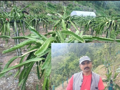 बाँझो माटोमा समृद्धिको बीउ : आलितालका कर्ण बहादुरको ड्रागनफ्रुट सफलताको कथा