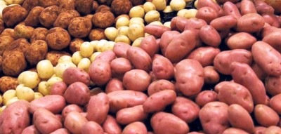 एक कठ्ठा जग्गामै ‘बाह्र क्विन्टल’ आलु फल्यो