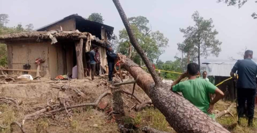 डडेल्धुराको आलितालमा रुख ढल्दा एक महिलाको मृत्यु, एकजना घाइते